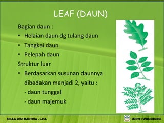 LEAF (DAUN)
      Bagian daun :
      • Helaian daun dg tulang daun
      • Tangkai daun
      • Pelepah daun
      Struktur luar
      • Berdasarkan susunan daunnya
        dibedakan menjadi 2, yaitu :
        - daun tunggal
        - daun majemuk

NILLA DWI KARTIKA , S.Pd.                 SMPN 1 WONOSOBO
 