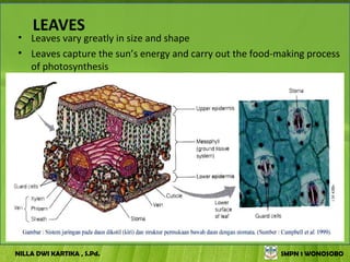 LEAVES
• Leaves vary greatly in size and shape
• Leaves capture the sun’s energy and carry out the food-making process
  of photosynthesis




NILLA DWI KARTIKA , S.Pd.                                SMPN 1 WONOSOBO
 