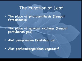 The Function of Leaf
• The place of photosynthesis (tempat
  fotosintesis)

• The place of gaseous exchage (tempat
  pertukaran gas)

• Alat pengeluaran kelebihan air

• Alat perkembangbiakan vegetatif
 
