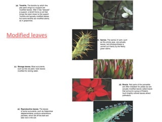 (a) Tendrils. The tendrils by which this
        pea plant clings to a support are
        modified leaves. After it has “lassoed”
        a support, a tendril forms a coil that
        brings the plant closer to the support.
        Tendrils are typically modified leaves,
        but some tendrils are modified stems,
        as in grapevines.




Modified leaves
                                                   (b) Spines. The spines of cacti, such
                                                       as this prickly pear, are actually
                                                       leaves, and photosynthesis is
                                                       carried out mainly by the fleshy
                                                       green stems.




  (c) Storage leaves. Most succulents,
      such as this ice plant, have leaves
      modified for storing water.




                                                                              (d) Bracts. Red parts of the poinsettia
                                                                                  are often mistaken for petals but are
                                                                                  actually modified leaves called bracts
                                                                                  that surround a group of flowers.
                                                                                  Such brightly colored leaves attract
                                                                                  pollinators.




      (e) Reproductive leaves. The leaves
          of some succulents, such as Kalanchoe
          daigremontiana, produce adventitious
          plantlets, which fall off the leaf and
          take root in the soil.
 