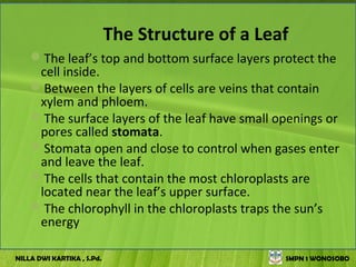The Structure of a Leaf
    The leaf’s top and bottom surface layers protect the
     cell inside.
    Between the layers of cells are veins that contain
     xylem and phloem.
    The surface layers of the leaf have small openings or
     pores called stomata.
    Stomata open and close to control when gases enter
     and leave the leaf.
    The cells that contain the most chloroplasts are
     located near the leaf’s upper surface.
    The chlorophyll in the chloroplasts traps the sun’s
     energy

NILLA DWI KARTIKA , S.Pd.                         SMPN 1 WONOSOBO
 