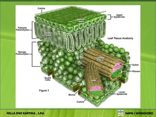 NILLA DWI KARTIKA , S.Pd.   SMPN 1 WONOSOBO
 