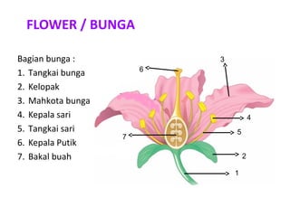 FLOWER / BUNGA

Bagian bunga :             3
                       6
1. Tangkai bunga
2. Kelopak
3. Mahkota bunga
4. Kepala sari                         4
5. Tangkai sari                5
                   7
6. Kepala Putik
7. Bakal buah                      2

                               1
 