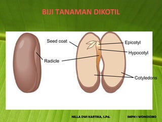 BIJI TANAMAN DIKOTIL


 Seed coat                              Epicotyl

                                         Hypocotyl
Radicle


                                            Cotyledons




             NILLA DWI KARTIKA, S.Pd.    SMPN 1 WONOSOBO
 