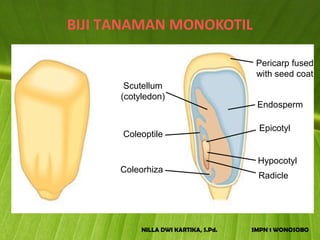 BIJI TANAMAN MONOKOTIL

                                       Pericarp fused
                                       with seed coat
       Scutellum
      (cotyledon)
                                       Endosperm

                                        Epicotyl
      Coleoptile

                                       Hypocotyl
      Coleorhiza
                                       Radicle




           NILLA DWI KARTIKA, S.Pd.   SMPN 1 WONOSOBO
 