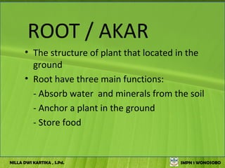 ROOT / AKAR
      • The structure of plant that located in the
        ground
      • Root have three main functions:
        - Absorb water and minerals from the soil
        - Anchor a plant in the ground
        - Store food


NILLA DWI KARTIKA , S.Pd.                   SMPN 1 WONOSOBO
 