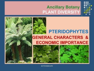 Ancillary Botany
PLANT DIVERSITY
PTERIDOPHYTES
GENERAL CHARACTERS &
ECONOMIC IMPORTANCE
BOTRVMSBKCAPK
 
