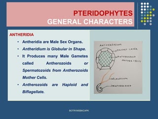 PTERIDOPHYTES
GENERAL CHARACTERS
ANTHERIDIA
• Antheridia are Male Sex Organs.
• Antheridium is Globular in Shape.
• It Produces many Male Gametes
called Antherozoids or
Spermatozoids from Antherozoids
Mother Cells.
• Antherozoids are Haploid and
Biflagellate.
BOTRVMSBKCAPK
 