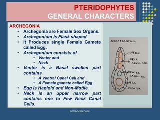 PTERIDOPHYTES
GENERAL CHARACTERS
ARCHEGONIA
• Archegonia are Female Sex Organs.
• Archegonium is Flask shaped.
• It Produces single Female Gamete
called Egg.
• Archegonium consists of
• Venter and
• Neck
• Venter is a Basal swollen part
contains
• A Ventral Canal Cell and
• A Female gamete called Egg
• Egg is Haploid and Non-Motile.
• Neck is an upper narrow part
contains one to Few Neck Canal
Cells.
BOTRVMSBKCAPK
 