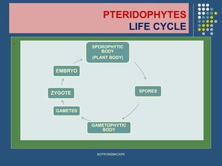 PTERIDOPHYTES
LIFE CYCLE
.
BOTRVMSBKCAPK
SPOROPHYTIC
BODY
(PLANT BODY)
SPORES
GAMETOPHYTIC
BODY
GAMETES
ZYGOTE
EMBRYO
 