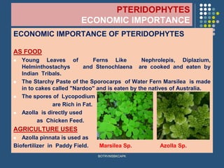 PTERIDOPHYTES
ECONOMIC IMPORTANCE
ECONOMIC IMPORTANCE OF PTERIDOPHYTES
AS FOOD
⚫ Young Leaves of Ferns Like Nephrolepis, Diplazium,
Helminthostachys and Stenochlaena are cooked and eaten by
Indian Tribals.
⚫ The Starchy Paste of the Sporocarps of Water Fern Marsilea is made
in to cakes called "Nardoo" and is eaten by the natives of Australia.
⚫ The spores of Lycopodium
are Rich in Fat.
⚫ Azolla is directly used
as Chicken Feed.
AGRICULTURE USES
⚫ Azolla pinnata is used as
Biofertilizer in Paddy Field. Marsilea Sp. Azolla Sp.
BOTRVMSBKCAPK
 