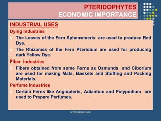 PTERIDOPHYTES
ECONOMIC IMPORTANCE
INDUSTRIAL USES
Dying Industries
⚫ The Leaves of the Fern Sphenomeris are used to produce Red
Dye.
⚫ The Rhizomes of the Fern Pteridium are used for producing
dark Yellow Dye.
Fiber Industries
⚫ Fibers obtained from some Ferns as Osmunda and Ciborium
are used for making Mats, Baskets and Stuffing and Packing
Materials.
Perfume Industries
⚫ Certain Ferns like Angiopteris, Adiantum and Polypodium are
used to Prepare Perfumes.
BOTRVMSBKCAPK
 