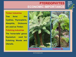 PTERIDOPHYTES
ECONOMIC IMPORTANCE
BOTRVMSBKCAPK
Timber Industries
Tree ferns like
Cyathea, Thyrsopteris,
Alsophila, Dicksonia
are used as Timber.
Polishing Industries
The ‘horse-tails' genus
Equisetum used for
Polishing Woods and
Utensils.
DICKSONIA Sp. Cyathea Sp.
 