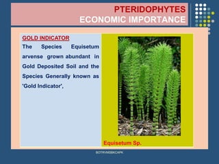 PTERIDOPHYTES
ECONOMIC IMPORTANCE
BOTRVMSBKCAPK
GOLD INDICATOR
The Species Equisetum
arvense grown abundant in
Gold Deposited Soil and the
Species Generally known as
'Gold Indicator',
Equisetum Sp.
 
