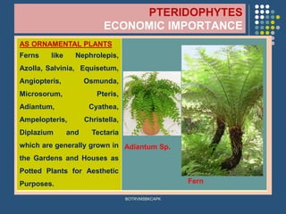PTERIDOPHYTES
ECONOMIC IMPORTANCE
BOTRVMSBKCAPK
AS ORNAMENTAL PLANTS
Ferns like Nephrolepis,
Azolla, Salvinia, Equisetum,
Angiopteris, Osmunda,
Microsorum, Pteris,
Adiantum, Cyathea,
Ampelopteris, Christella,
Diplazium and Tectaria
which are generally grown in
the Gardens and Houses as
Potted Plants for Aesthetic
Purposes.
Adiantum Sp.
Fern
 