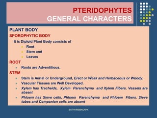 PTERIDOPHYTES
GENERAL CHARACTERS
PLANT BODY
SPOROPHYTIC BODY
It is Diploid Plant Body consists of
⚫ Root
⚫ Stem and
⚫ Leaves
ROOT
⚫ Roots are Adventitious.
STEM
⚫ Stem is Aerial or Underground, Erect or Weak and Herbaceous or Woody.
⚫ Vascular Tissues are Well Developed.
⚫ Xylem has Tracheids, Xylem Parenchyma and Xylem Fibers. Vessels are
absent
⚫ Phloem has Sieve cells, Phloem Parenchyma and Phloem Fibers. Sieve
tubes and Companion cells are absent
BOTRVMSBKCAPK
 