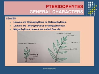 PTERIDOPHYTES
GENERAL CHARACTERS
LEAVES
⚫ Leaves are Homophyllous or Heterophyllous.
⚫ Leaves are Microphyllous or Megaphyllous.
⚫ Megaphyllous Leaves are called Fronds.
BOTRVMSBKCAPK
 