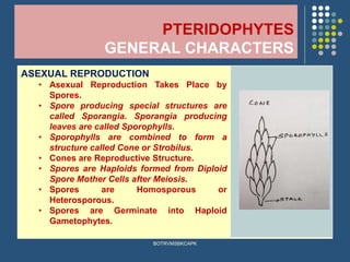 PTERIDOPHYTES
GENERAL CHARACTERS
ASEXUAL REPRODUCTION
• Asexual Reproduction Takes Place by
Spores.
• Spore producing special structures are
called Sporangia. Sporangia producing
leaves are called Sporophylls.
• Sporophylls are combined to form a
structure called Cone or Strobilus.
• Cones are Reproductive Structure.
• Spores are Haploids formed from Diploid
Spore Mother Cells after Meiosis.
• Spores are Homosporous or
Heterosporous.
• Spores are Germinate into Haploid
Gametophytes.
BOTRVMSBKCAPK
 