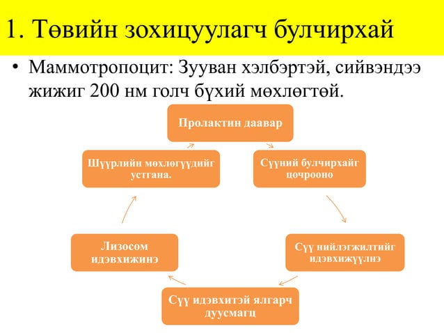 Лекц №4-2. Дотоод шүүрлийн эрхтний гистологи