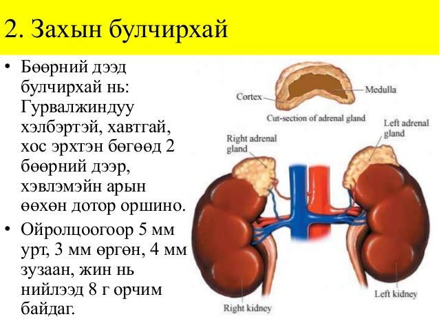 Лекц №4-2. Дотоод шүүрлийн эрхтний гистологи
