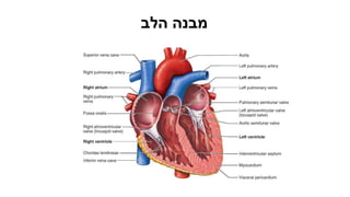 תרגול 4 - לב 2.pptx