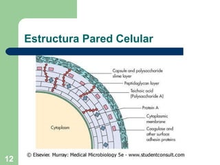 Estructura Pared Celular 