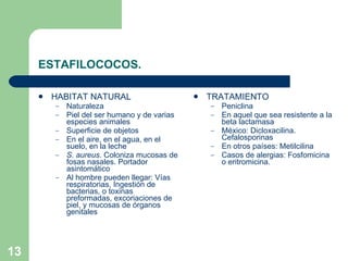 ESTAFILOCOCOS. HABITAT NATURAL Naturaleza Piel del ser humano y de varias especies animales Superficie de objetos En el aire, en el agua, en el suelo, en la leche S. aureus . Coloniza mucosas de fosas nasales. Portador asintomático Al hombre pueden llegar: Vías respiratorias, Ingestión de bacterias, o toxinas preformadas, excoriaciones de piel, y mucosas de órganos genitales TRATAMIENTO Peniclina En aquel que sea resistente a la beta lactamasa México: Dicloxacilina. Cefalosporinas En otros países: Metilcilina Casos de alergias: Fosfomicina o eritromicina. 