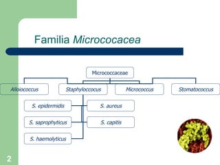 Familia  Micrococacea Micrococcaceae Alloiococcus Staphyloccocus Stomatococcus Micrococcus S. epidermidis S. aureus S. saprophyticus S. capitis S. haemolyticus 
