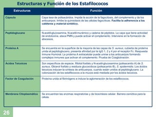 Estructuras y Función de los Estafilococos Son específicos de especie. Ribitol fosfato y N-acetil-glucosamina (polisacarido A) de  S. aureus , Glicerol fosfato y residuos glucosídicos (polisacarido B),  S. epidermidis . Los ácidos teicoicos inducen la síntesis de anticuerpos, cuando están unidos al peptidoglucano. La colonización de los estafilococos a la mucos está mediada por los ácidos teicoicos. Ácidos Teicoicos Proteína unida al fibrinógeno e induce la aglomeración de los estafilococos. Factor de Coagulación Se encuentran las enzimas respiratorias y de biosíntesis celular. Barrera osmótica para la célula. Membrana Citoplasmática Se encuentra en la superficie de la mayoría de las cepas de  S. aureus , cubierta de proteína unida al peptidoglucano, presenta afinidad por la IgG 1, 2 y 4 por el receptor Fc. Respuesta Inmune Humoral. La proteína A extracelular puede unirse a los anticuerpos formando complejos inmunes que activan el complemento. Prueba de Coaglutinación. Proteína A N-acetil-glucosamina, N-acetil-murámico y cadena de péptidos. La capa que tiene actividad de endotoxina, ataca PMN y puede activar el complemento. Interviene en la formación de abscesos. Peptidoglucano Capa laxa de polisacáridos. Impide la acción de la fagocitosis, del complemento y de los anticuerpos. Inhibe la quimiotaxis de las células fagocíticas.  Facilita la adherencia a los catéteres y material sintético. Cápsula Función Estructuras 