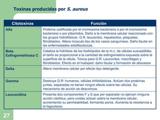 Toxinas producidas por  S. aureus Destruye G.R: humanos, células linfoblásticas. Actúan dos proteínas juntas, separadas no tienen ningún efecto sobre las células. Su mecanismo de acción se desconoce. Gamma Presenta dos componentes F y S que por separado no ejercen ninguna acción citolítica, pero unidas actúan sobre la membrana celular, aumentando su permeabilidad, formando poros. Aumenta la resistencia a la fagocitosis. Leucocidina Altera membrana celular por efecto tipo detergente. Delta Cataliza la hidrólisis de los fosfolípidos de la m.c. de células susceptibles, el daño es proporcional a la cantidad de esfingomielina expuesta sobre la superficie de la célula. Tóxica para G.R. Leucocitos, macrófagos y fibroblastos. Efecto en el huésped: daño tisular y formación de abscesos Beta. Esfingomielinasa C Proteína codificada por el cromosoma bacteriano o por el cromosoma bacteriano o por plásmidos. Daño a la membrana celular reaccionado con los grupos hidrofóbicos. G.R, leucocitos, hepatocitos, plaquetas, fibroblastos. Altera músculo liso de los vasos sanguíneos. Daño tisular en las enfermedades estafilocócicas. Alfa Función Citotoxinas 
