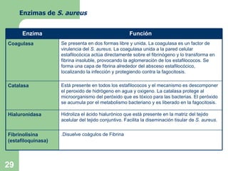 Enzimas de  S. aureus .Disuelve coágulos de Fibrina Fibrinolisina (estafiloquinasa) Hidroliza el ácido hialurónico que está presente en la matriz del tejido acelular del tejido conjuntivo. Facilita la diseminación tisular de  S. aureus . Hialuronidasa Está presente en todos los estafilococos y el mecanismo es descomponer el peroxido de hidrógeno en agua y oxigeno. La catalasa protege al microorganismo del peróxido que es tóxico para las bacterias. El peróxido se acumula por el metabolismo bacteriano y es liberado en la fagocitosis. Catalasa Se presenta en dos formas libre y unida. La coagulasa es un factor de virulencia del  S. aureus . La coagulasa unida a la pared celular estafilocócica actúa directamente sobre el fibrinógeno y lo transforma en fibrina insoluble, provocando la aglomeración de los estafilococos. Se forma una capa de fibrina alrededor del absceso estafilocócico, localizando la infección y protegiendo contra la fagocitosis. Coagulasa Función Enzima 
