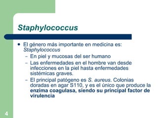 Staphylococcus El género más importante en medicina es:  Staphylococcus En piel y mucosas del ser humano Las enfermedades en el hombre van desde infecciones en la piel hasta enfermedades sistémicas graves . El principal patógeno es  S. aureus . Colonias doradas en agar S110, y es el único que produce la  enzima coagulasa, siendo su principal factor de virulencia 