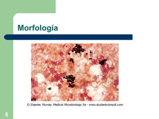 Morfología 