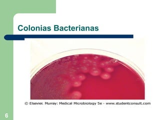 Colonias Bacterianas 