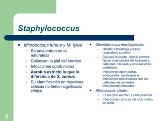 Staphylococcus Micrococcus luteus y M. lylae Se encuentran en la naturaleza Colonizan la piel del hombre Infecciones oportunistas Aerobio estricto lo que lo diferencia de  S. aureus . Su identificación en muestras clínicas no tienen significado clínico Stomatococcus mucilaginosus Habitat. Orofaringe y tracto respiratorio superior Cápsula mucoide , que le permite fijarse a las células del huésped y catéteres, válvulas y articulaciones protésicas Infecciones oportunistas, endocarditis, septicemia e infecciones relacionadas con los catéteres en pacientes inmunocomprometidos Alloiococcus otitidis . Es un coco aerobio, Gram positivos Infecciones crónicas del oído medio en niños 