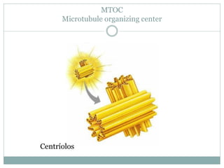 MTOC
Microtubule organizing center
Centríolos
 