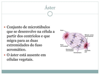 Áster
 Conjunto de microtúbulos
que se desenvolve na célula a
partir dos centríolos e que
migra para as duas
extremidades do fuso
acromático.
 O áster está ausente em
células vegetais.
 