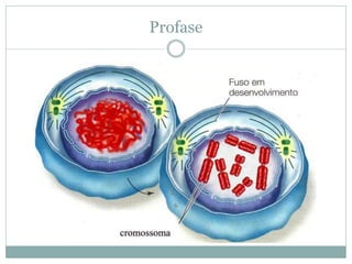 Profase
 