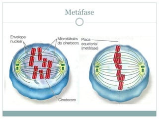 Metáfase
 