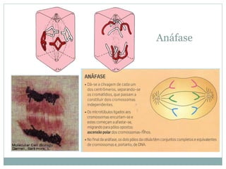 Anáfase
 