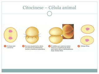 Citocinese – Célula animal
 