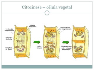 Citocinese – célula vegetal
 