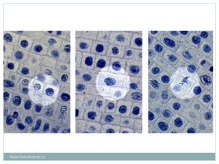 Nuno Correia 2012/13
 