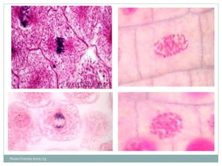 Nuno Correia 2012/13
 