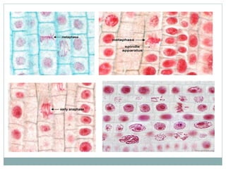 4.2.mod.a4.2. ciclocelular