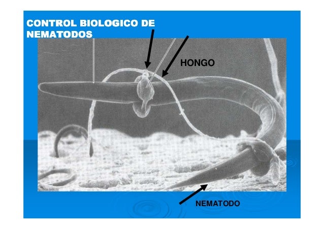 Resultado de imagen para control biologico nematodos