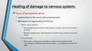Healing of damage to nervous system:
Injury of perepheral nerve:
• regenerated as the nerve cells are preserved.
• Michanism of regeneration of PN cut:
• Nerve injury leads to :
• Axonal degeneration of nerve cells (swollen, eccentric neuclei & loss Nissel
granules)
• Wallarian degeneration: disintegration of myelin & axis cylinder (proximal &
distal).
• Schwann cells:
• Resist injury, phagocytosis of Wallarian degeneration products (with
macrophages), proliferate (distal & proximal) integrated neurilemmal
tube.
 