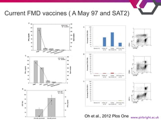 Current FMD vaccines ( A May 97 and SAT2)
C
PBMC CD8-
CD8/CD4-
CD8/CD4/CD2-
CD8/CD4/CD2/WC1-
IFN-(ng/ml)
0
20
40
60
80
10...