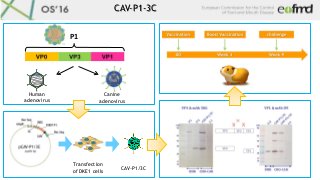 Transfection
of DKE1 cells
CAV-P1/3C
CAV-P1-3C
Human
adenovirus
Canine
adenovirus
P1	
 