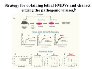 Strategy for obtaining lethal FMDVs and charact
erizing the pathogenic viruses
 